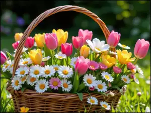 Stokrotki, Żółte, Koszyk, Kwiaty, Bukiet, Tulipany, Różowe