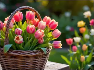 Koszyk, Różowe, Tulipany, Wiklinowy