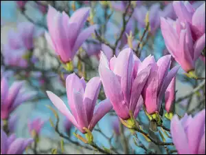 Magnolia, Kwiaty, Różowa