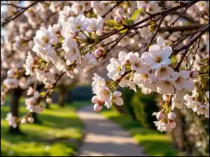 Kwiaty, Drzewo owocowe, Gałązki, Jasnoróżowe