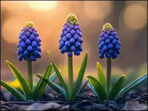 Trzy niebieskie szafirki na rozświetlonym tle