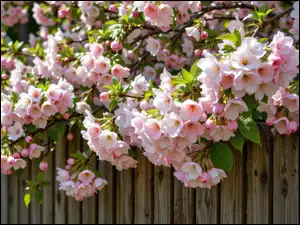 Gałązki, Drzewo owocowe, Kwiaty, Płot, Jasnoróżowe, Listki