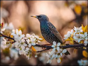 Szpak na gałązce drzewa owocowego z białymi kwiatami