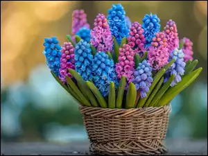 Koszyk, Różowe, Niebieskie, Szafirki