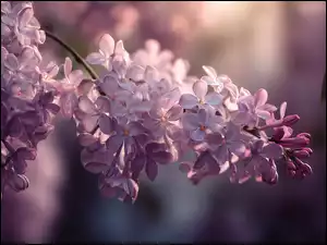 Rozświetlone światłem kwiaty fioletowego bzu na gałązce