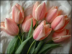 Krople, Różowe, Tulipany