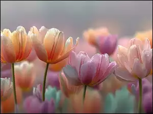 Rozmyte tło i kolorowe mokre tulipany w grafice