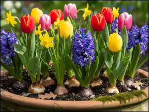 Hiacynty oraz żonkile i tulipany w dużej ogrodowej donicy