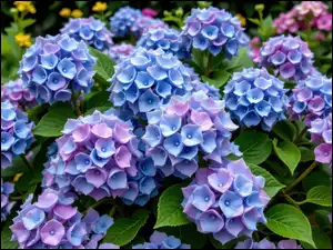 Kwiaty, Krzew, Niebiesko-fioletowe, Hortensja, Listki