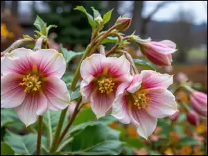 Ciemierniki, Biało-różowe, Kwiaty