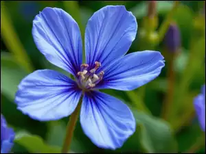 Zbliżenie, Niebieski, Pięciopłatkowy, Kwiat