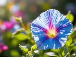 Powój, Niebiesko-różowy, Kwiat