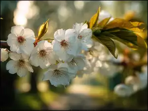 Grafika AI, Białe, Kwiaty, Drzewo owocowe