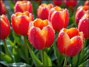 Czerwone, Tulipany, Krople, Zbliżenie, Kwiaty, Listki