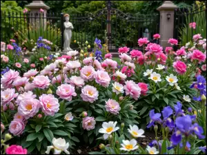 Różowe piwonie i fioletowe irysy w ogrodzie