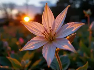 Kwiat, Rozświetlony, Biało-różowy