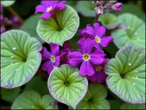 Listki, Fioletowe, Drobne, Kwiaty