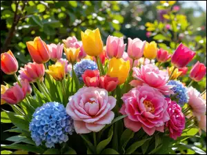 Kolorowe, Bukiet, Tulipany, Piwonie, Kwiaty, Hortensje