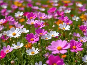 Białe, Kosmea, Kwiaty, Różowe