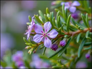 Kwiaty, Igiełki, Drobne, Różowe, Gałązka