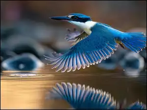 Zimorodek w locie nad wodą