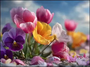 Rozświetlone bratki i kolorowe tulipany na tle nieba