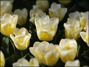 Jasnożółte, Kwiaty, Tulipany