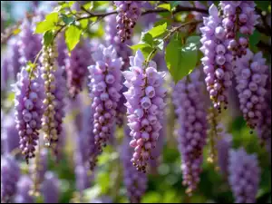 Listki, Jasnofioletowe, Kwiaty, Gałązki