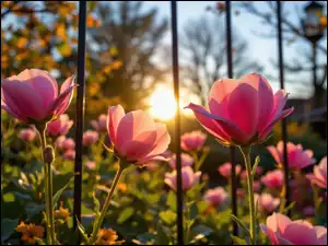 Różowe kwiaty przy ogrodzeniu o poranku