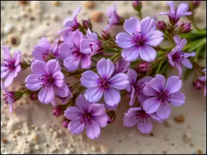 Gałązki, Fioletowe, Drobne, Kwiaty