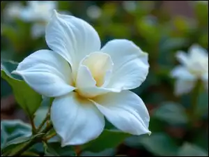 Zbliżenie, Biały, Kwiat, Listki