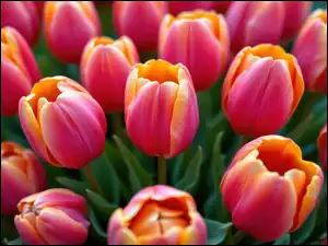 Kwiaty, Tulipany, Dwukolorowe