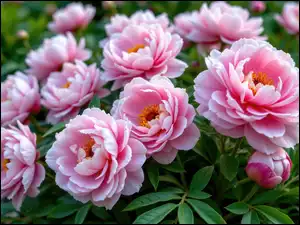 Różowe piwonie z pąkami i liśćmi w ogrodzie