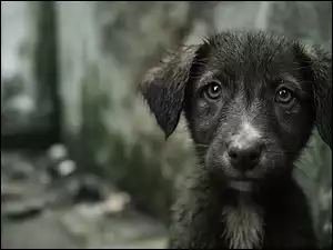 Zmoczony kundelek w grafice