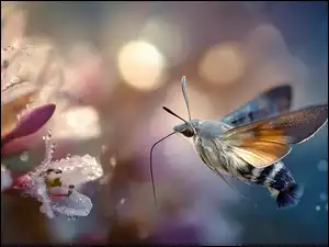Kwiaty, Grafika AI, Fruczak gołąbek, Motyl, Rosa