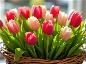 Koszyk, Kwiaty, Tulipany