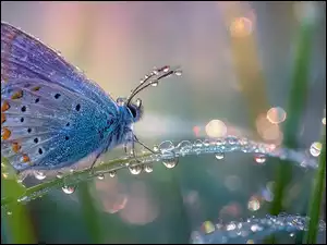 Modraszek, Trawa, Grafika AI, Motyl, Rosa, Krople, Źdźbło