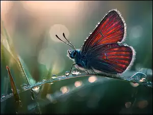 Owad, Źdźbło, Grafika AI, Motyl, Rosa, Krople, Trawa