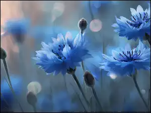 Grafika AI, Chabry, Niebieskie, Kwiaty