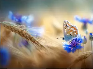 Chabry, Grafika AI, Modraszek, Motyl, Zboże