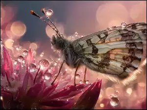Motyl na różowym kwiacie w kroplach rosy