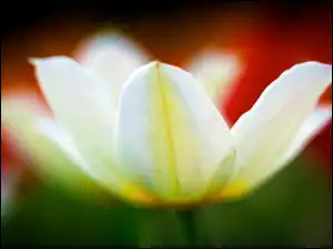 Tulipan, Biały, Rozkwitnięty