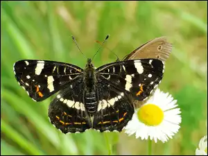 Rusałka kratkowiec, Motyl