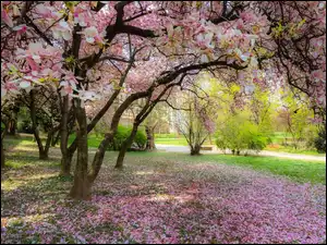 Magnolia, Park, Kwitnąca