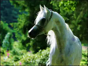 Arab, Biały, Koń