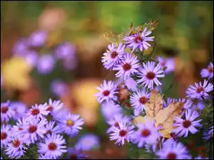 Kwiaty, Liście, Astry, Liliowe, Suche