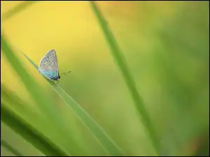 Trawa, Motyl, Modraszek ikar, Owad