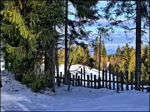 Zielone drzewa iglaste w zimowej scenerii