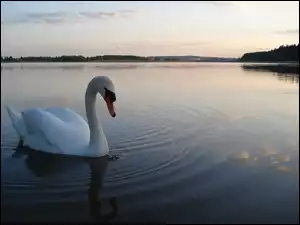 Łabędź, Jezioro
