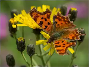 Żółte, Pąki, Rusałka ceik, Motyl, Kwiaty